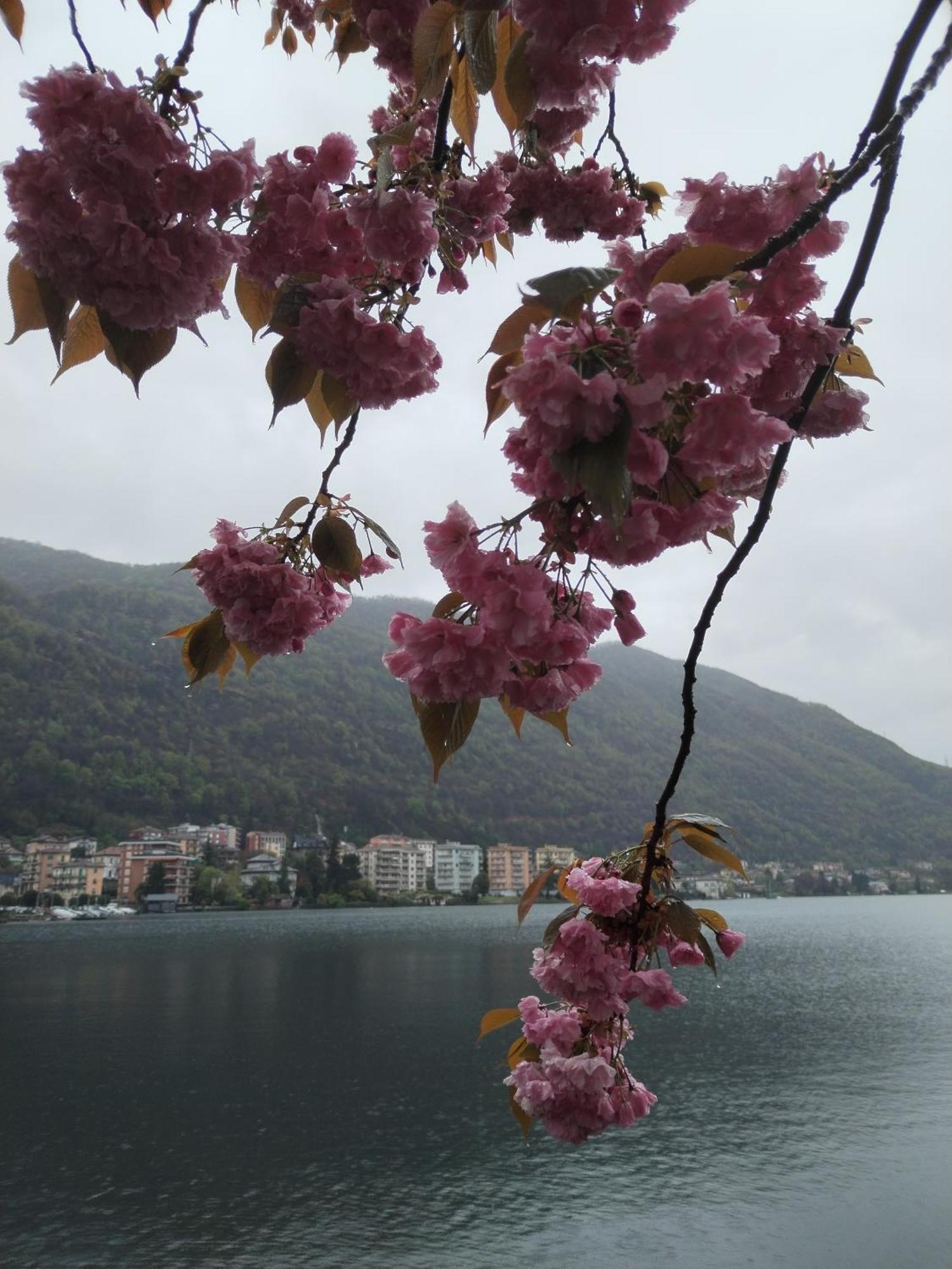 Un Balcone Sul Lago Omegna Ngoại thất bức ảnh